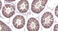 HSP70 Recombinant Rabbit mAb